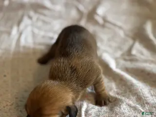 Miniature Dachshund dogs Bayleigh - Ad 4