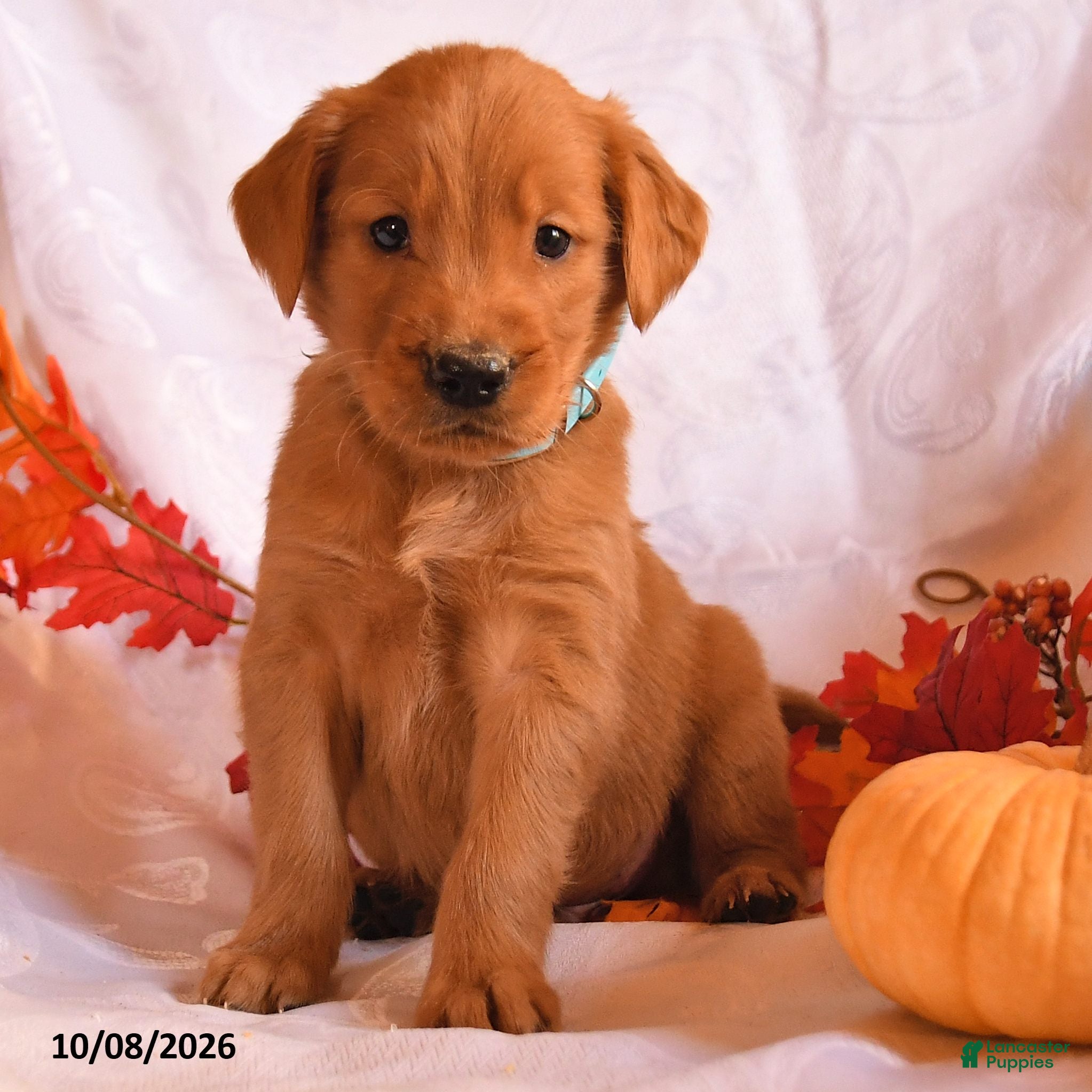 Golden Retriever dogs Buddy - Ad 2