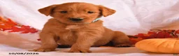 Golden Retriever dogs for sale: Buddy - Ad 2