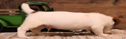 Jack Russell Terrier dogs for sale: Smith is white w/ tri markings - Ad 3