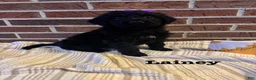 Bernedoodle dogs for sale: Lainey - Ad 2