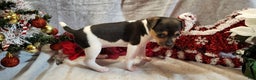 Rat Terrier dogs for sale: Molly *updated photos* - Ad 3