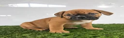 Olde English Bulldogge dogs for sale: Max - Ad 2