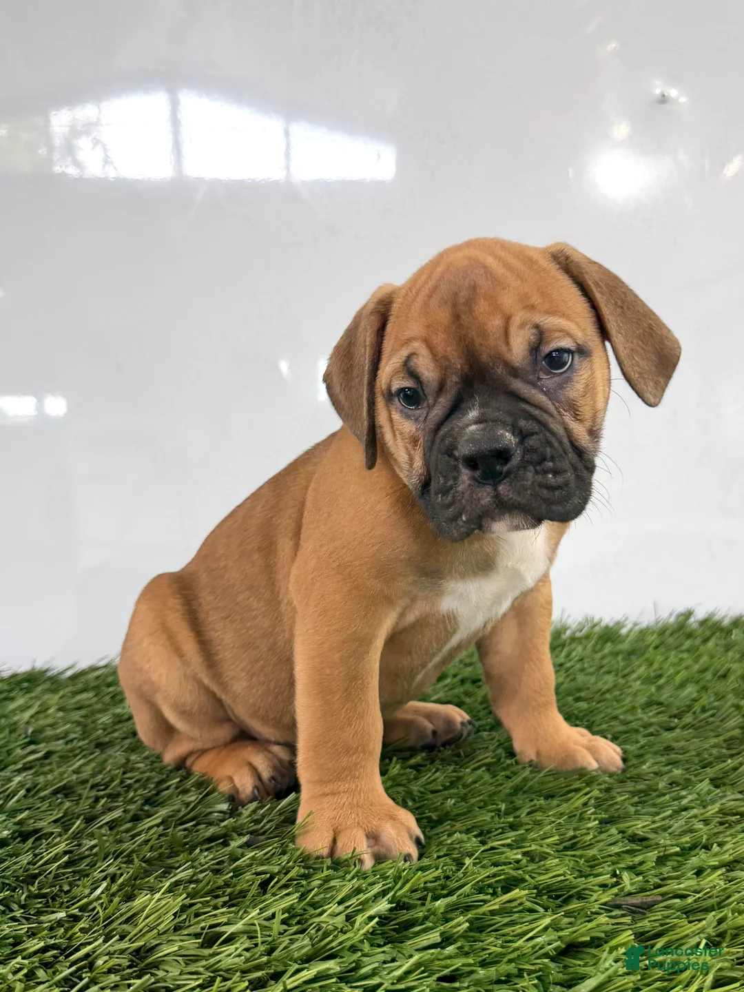 Olde English Bulldogge dogs for sale: Max - Ad 2