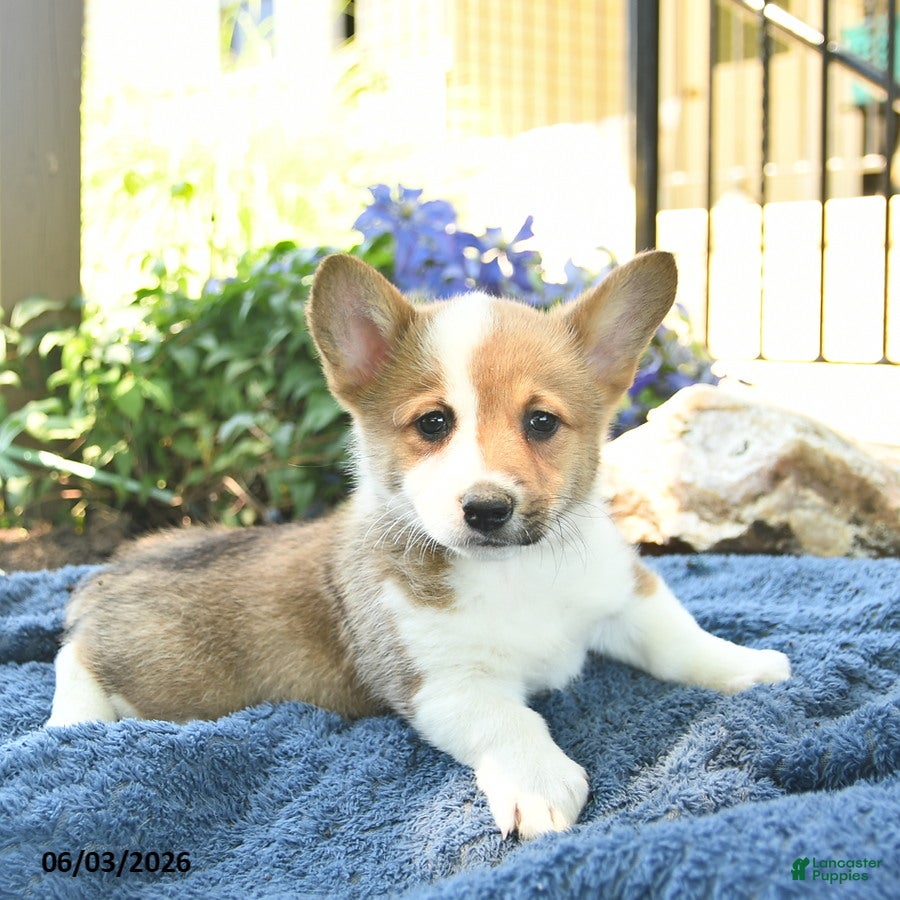 Welsh Corgi Pembroke dogs for sale: Rosemary  - Ad 3