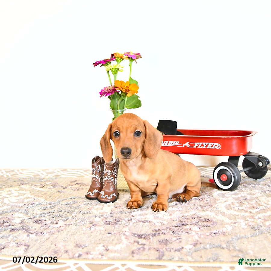 Miniature Dachshund dogs Shanda - Ad 1