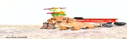 Miniature Dachshund dogs for sale: Shanda - Ad 6