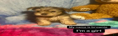Yorkshire Terrier Puppy 6