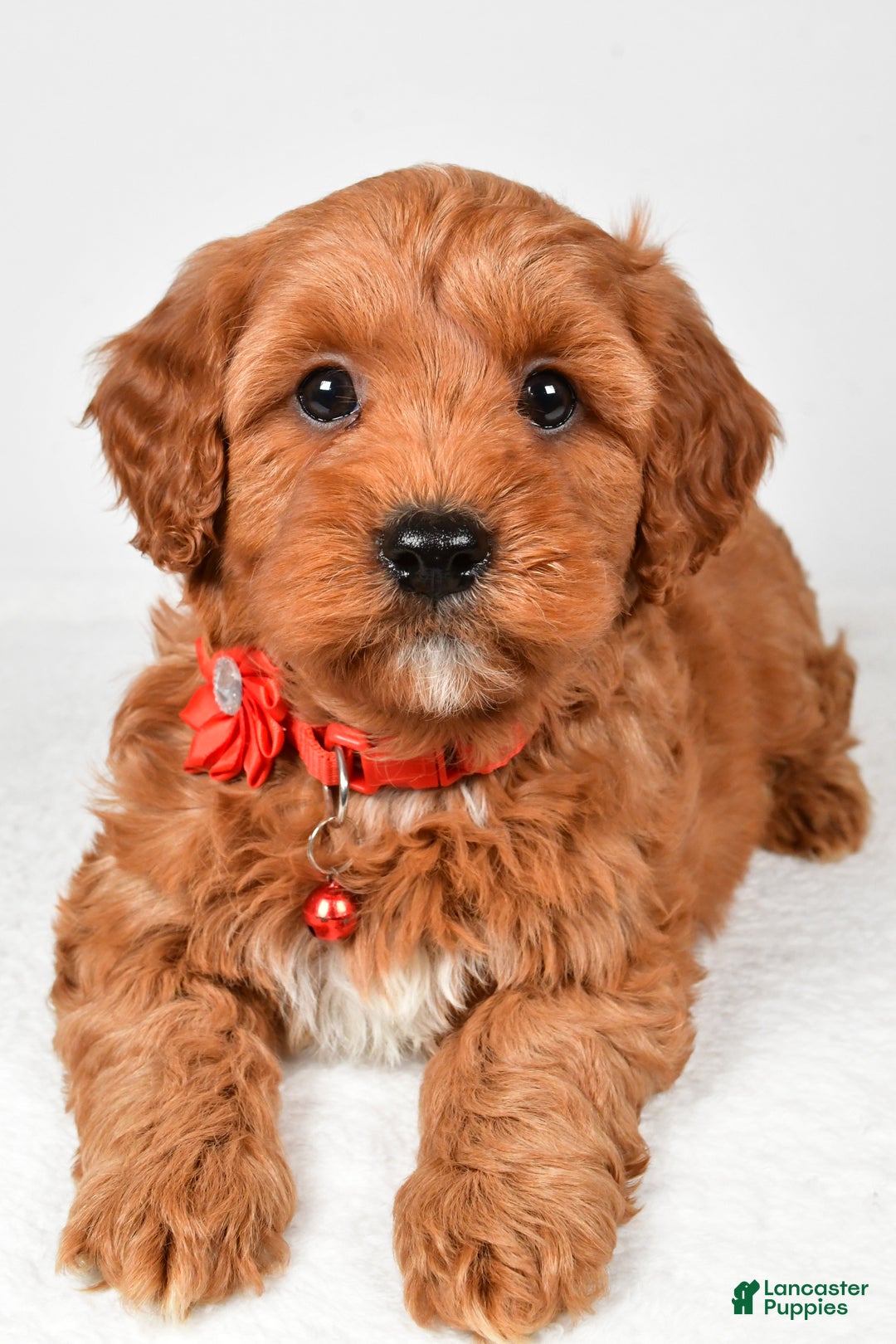Cavapoo dogs for sale: Tyler - Ad 5