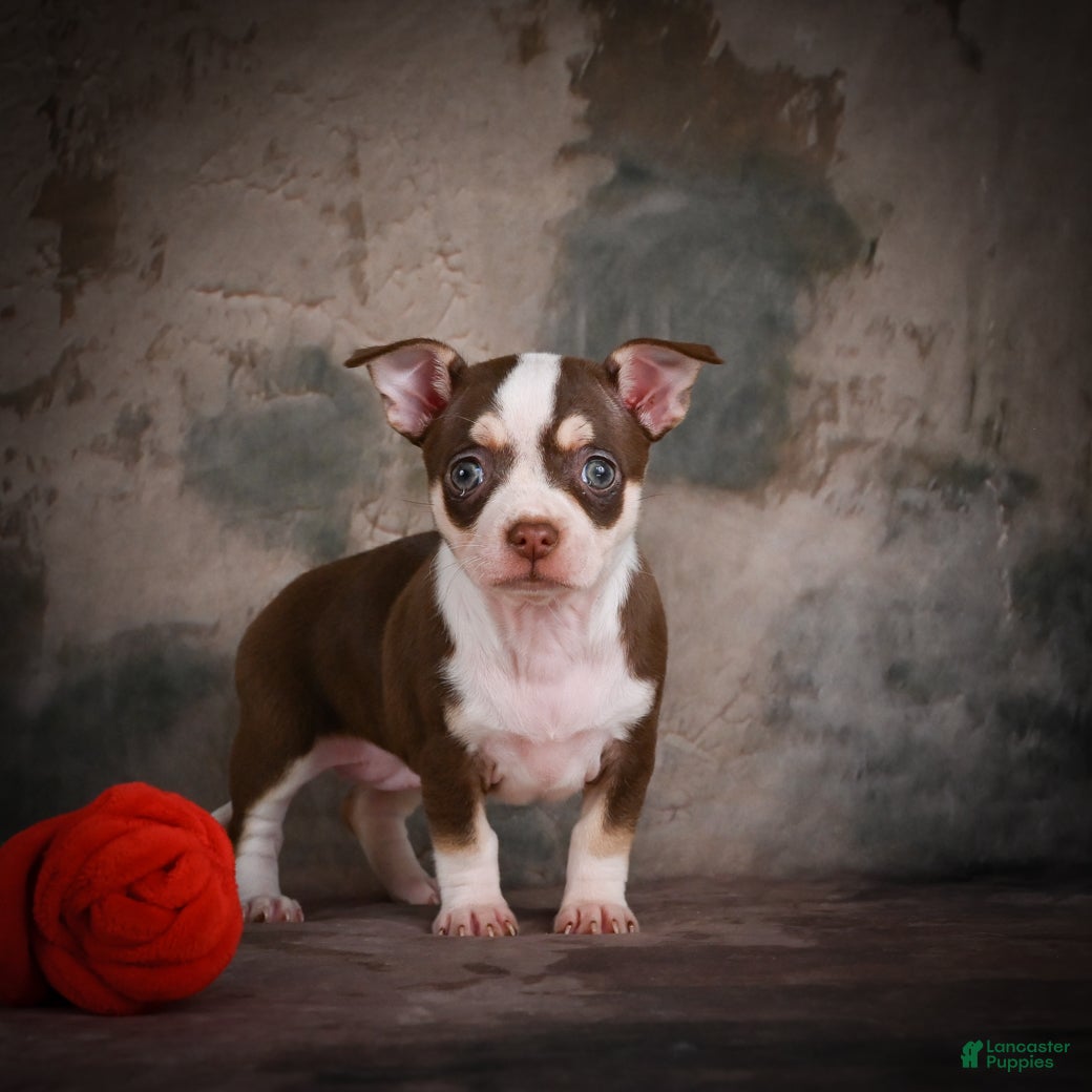 Chihuahua dogs for sale: CoCo - Ad 8
