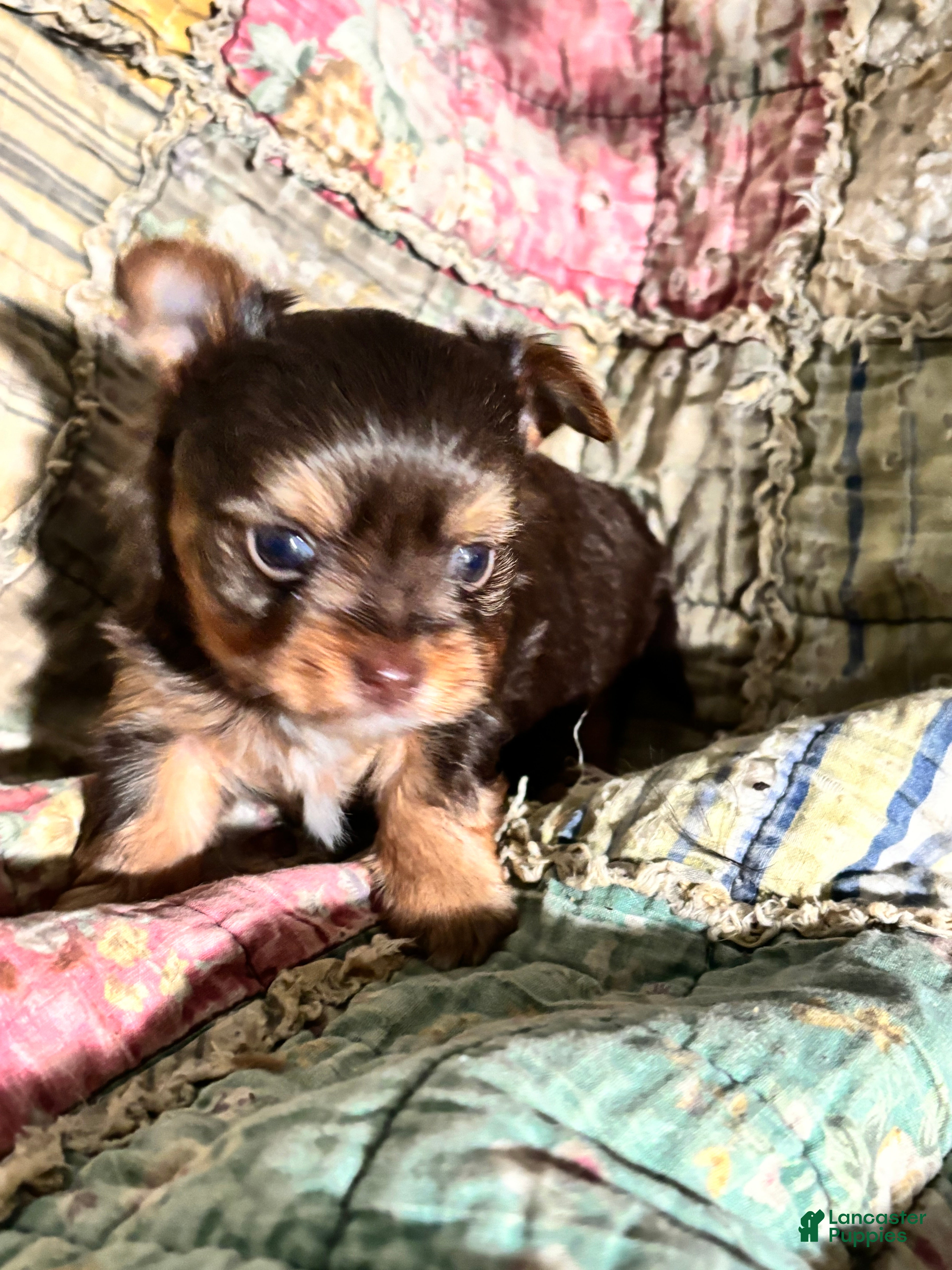 Yorkshire Terrier dogs Eclair  - Ad 37