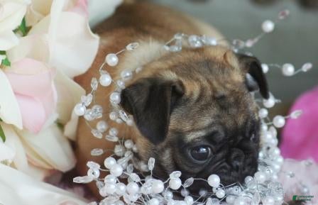 Pug dogs Pug Puppy 2 - Ad 4