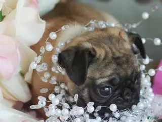 Pug dogs Pug Puppy 2 - Ad 4