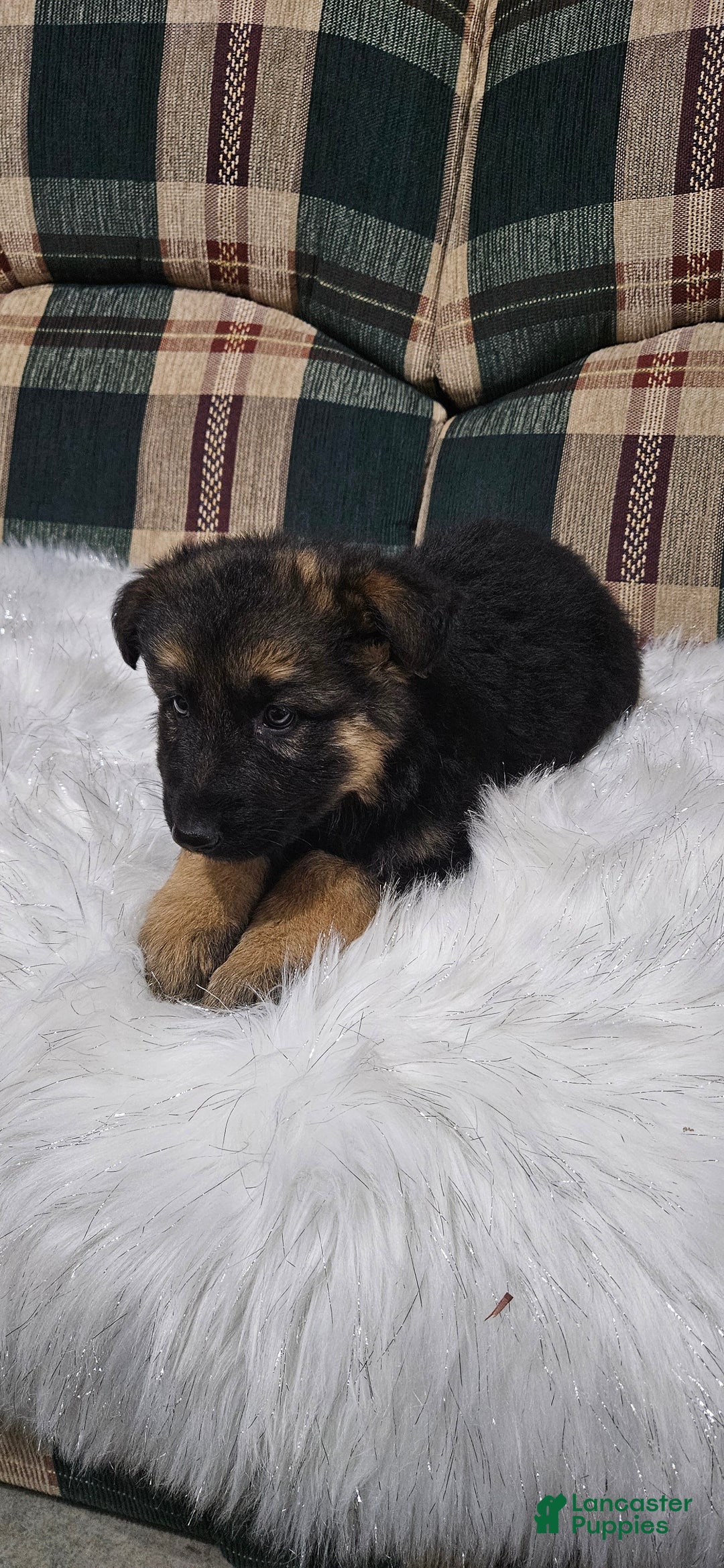 German Shepherd dogs for sale: Coco - Ad 9