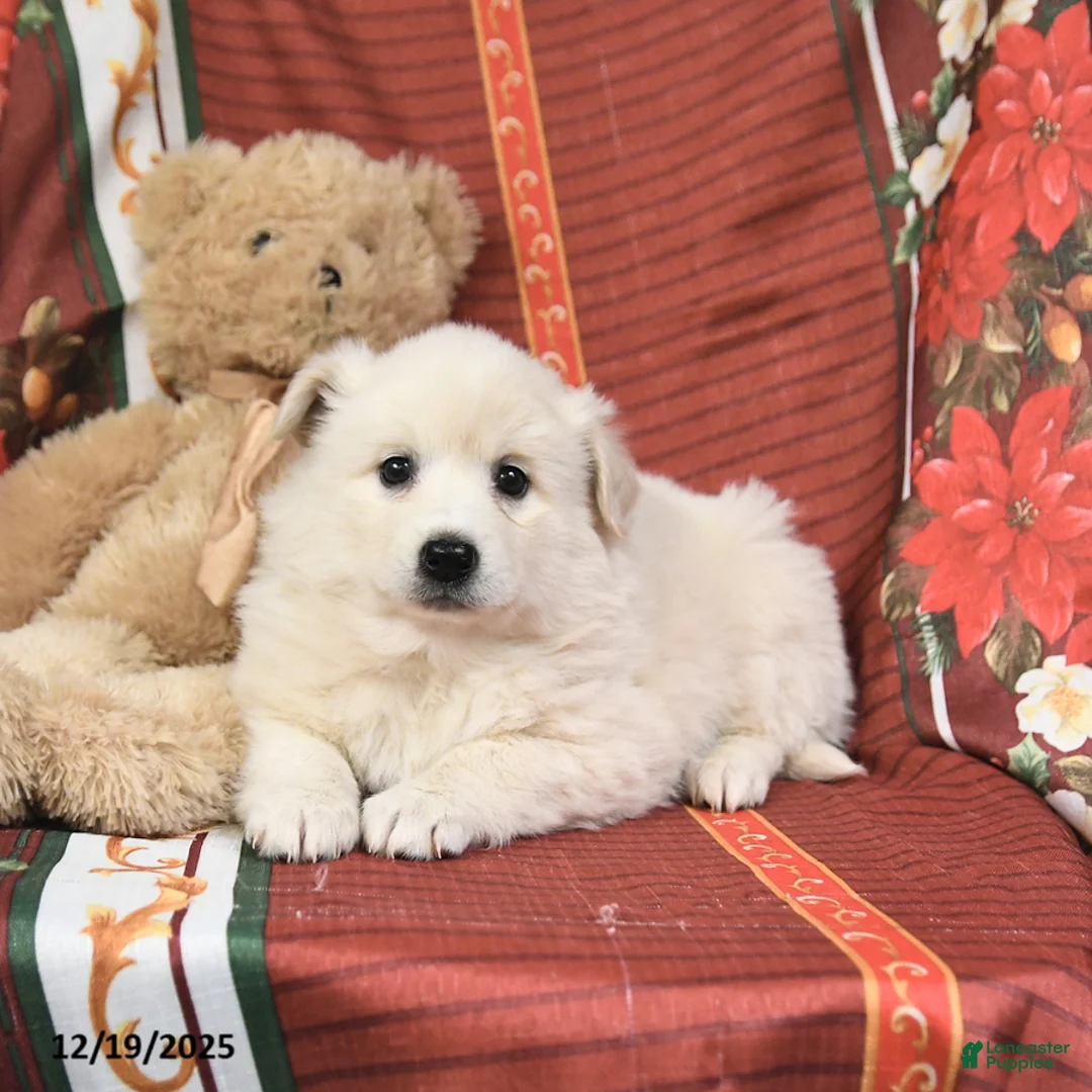 American Eskimo dogs for sale: Fluffball - Ad 3