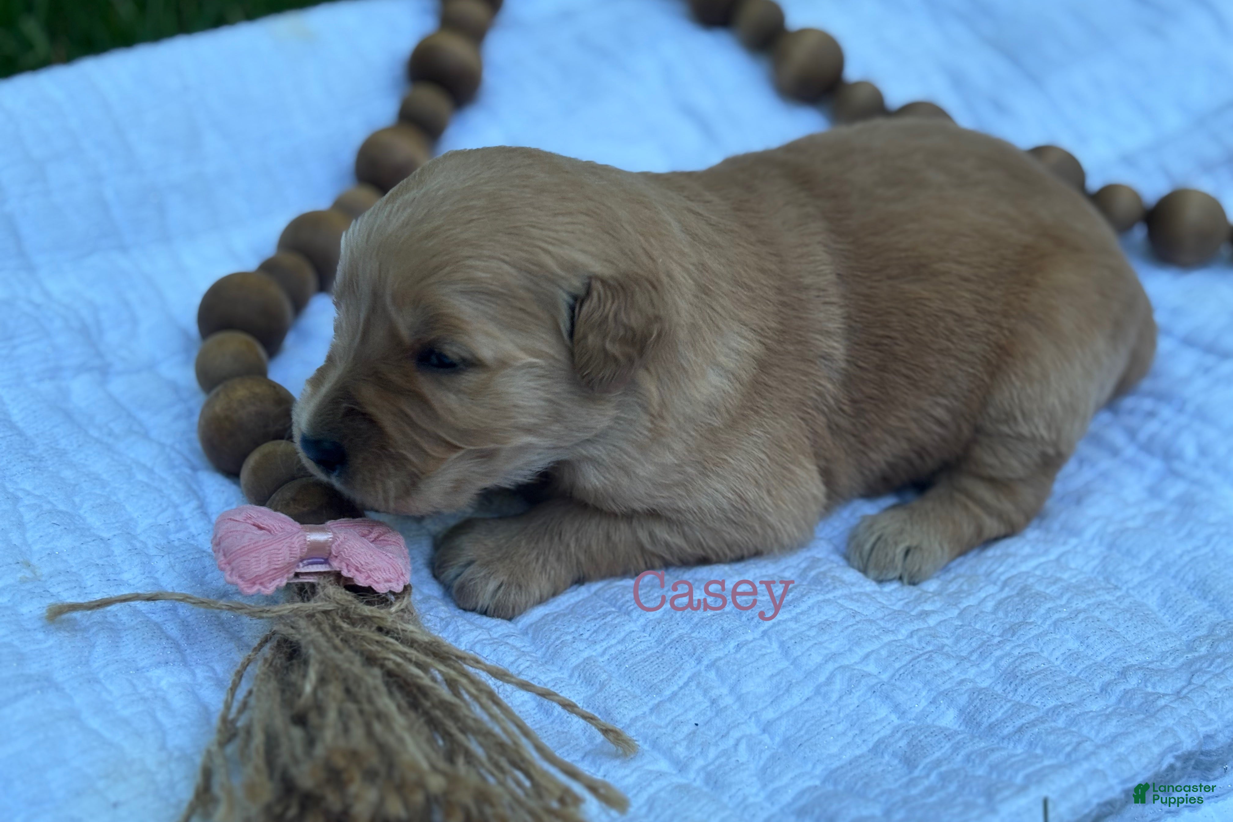 Golden Retriever dogs Casey - Ad 1
