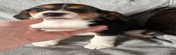 Beagle dogs for sale: Beagle Puppy 2 - Ad 5