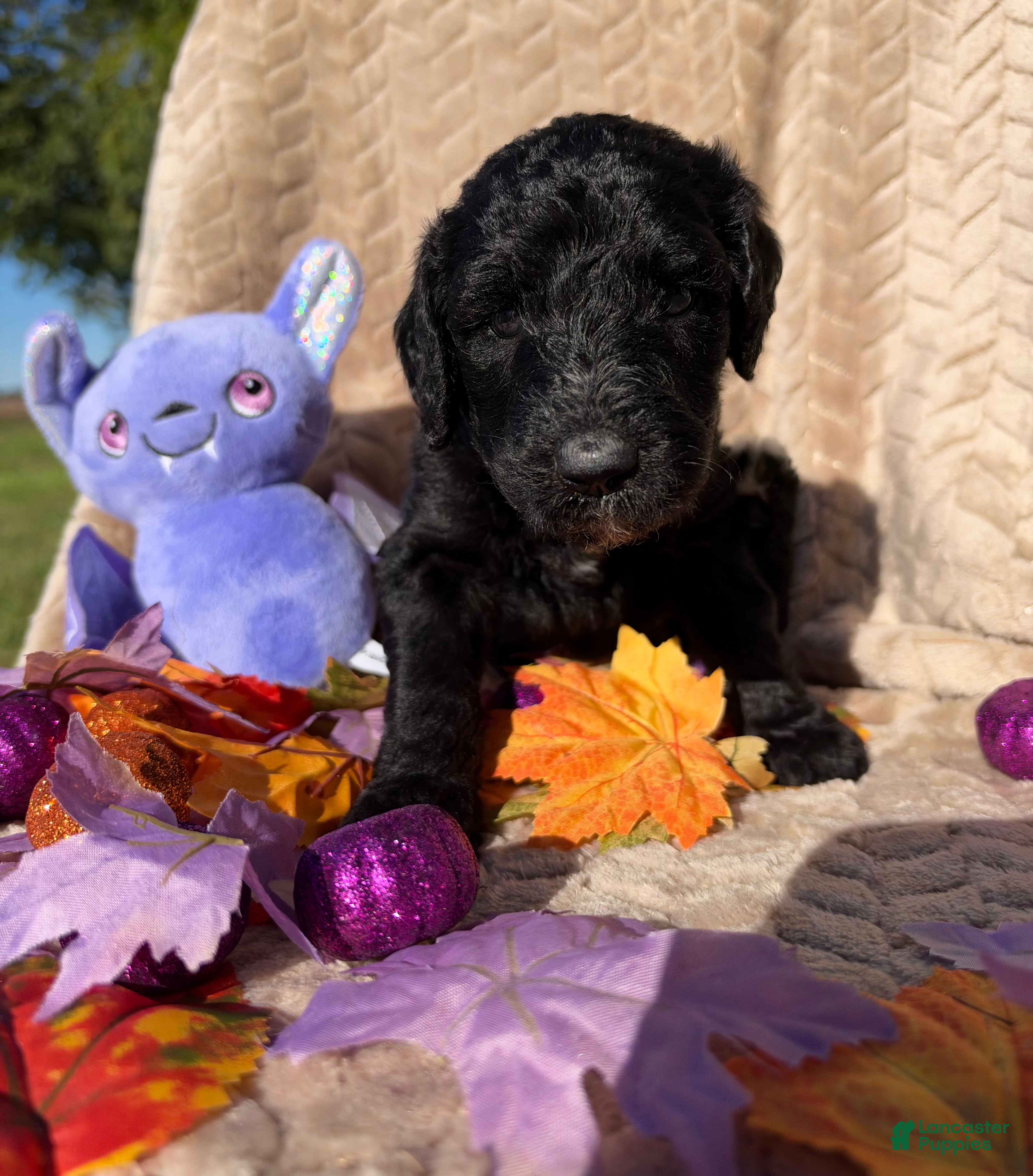 Labradoodle dogs Cauldron  - Ad 2