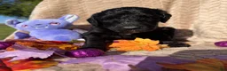 Labradoodle dogs for sale: Cauldron  - Ad 2