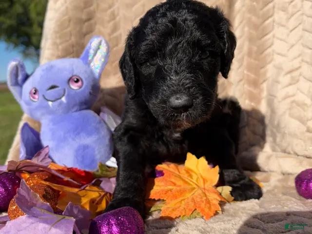 Labradoodle dogs for sale: Cauldron - Ad 2