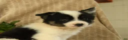 Pomsky dogs for sale: Boomer - Ad 5