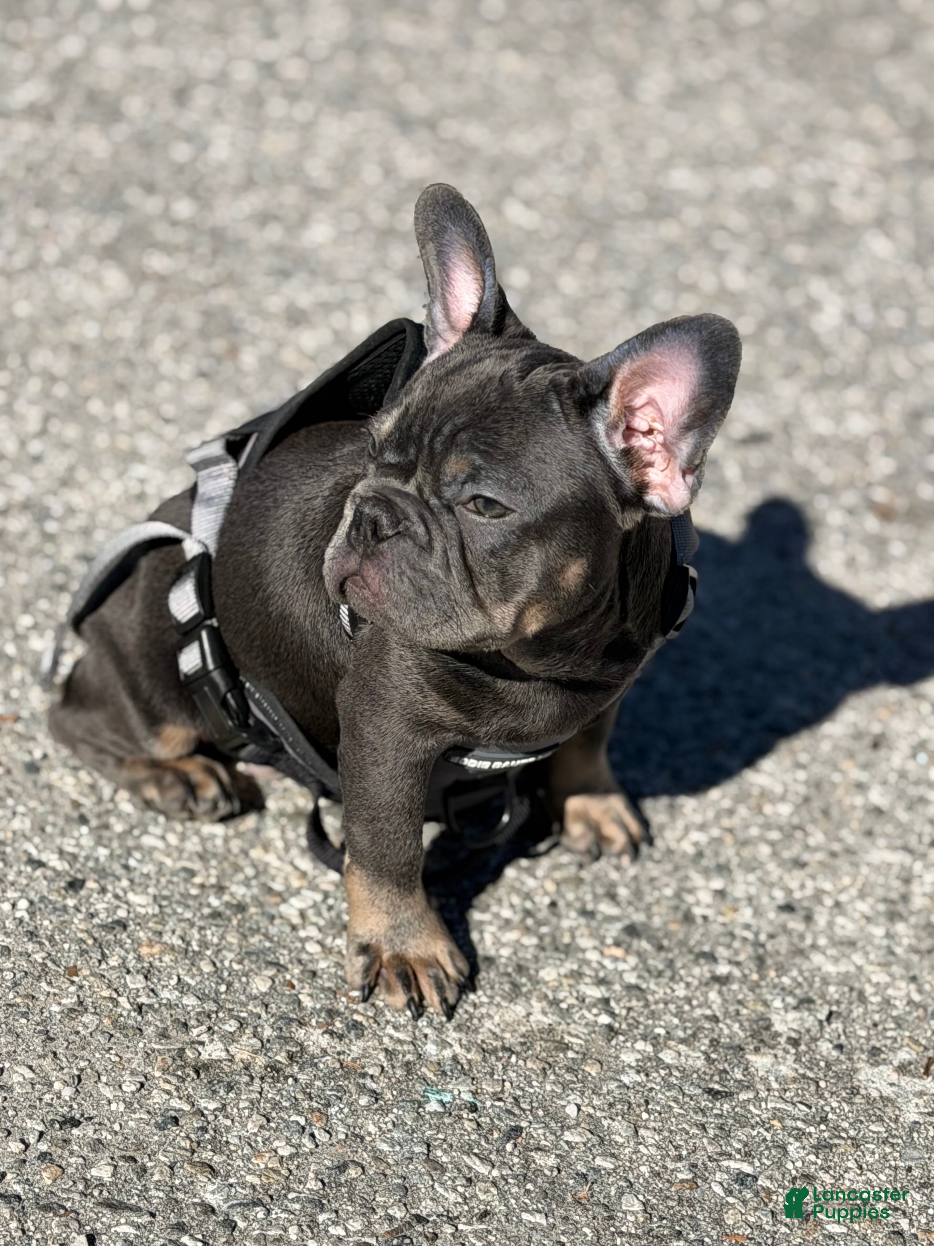 French Bulldog dogs French Bulldog Puppy 1 - Ad 1