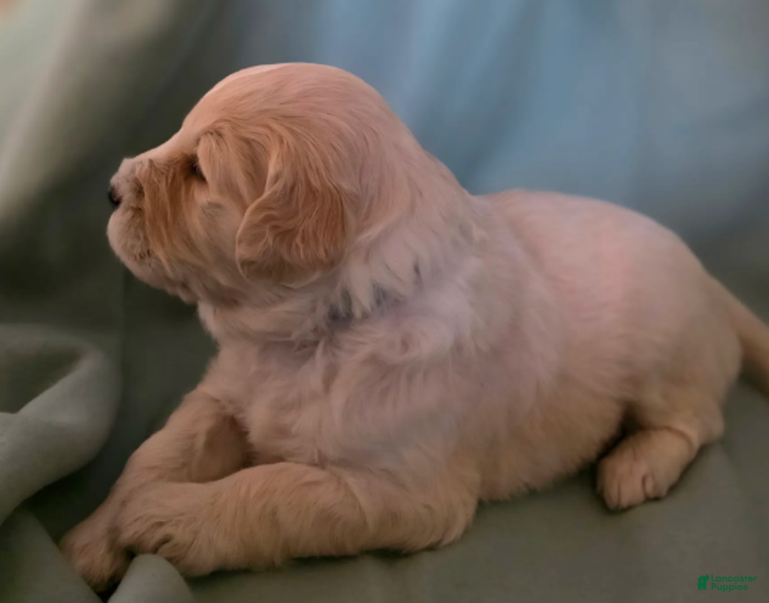 Goldendoodle dogs for sale: Clara - Ad 4