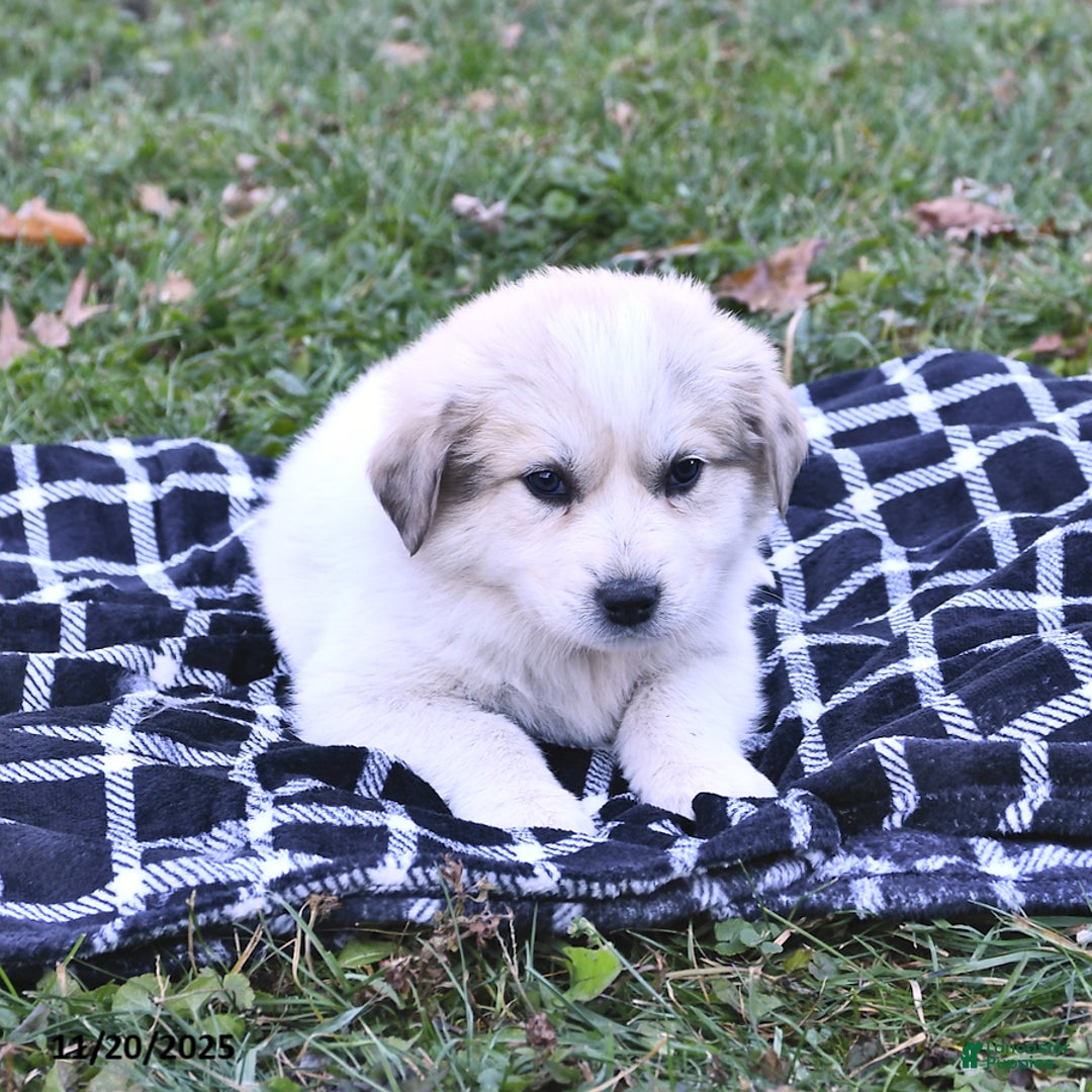 Great Pyrenees dogs for sale: Nicky - Ad 7