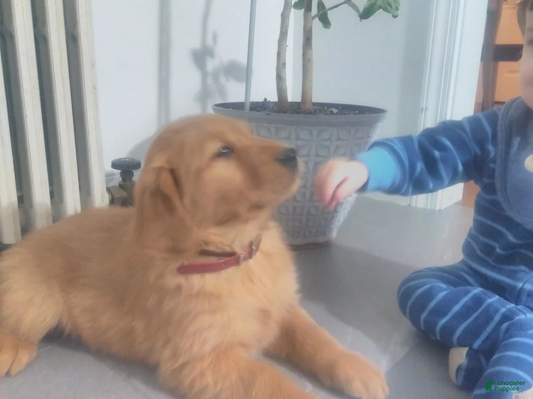 Golden Retriever dogs for sale: Willow (maroon Collar) - Ad 4