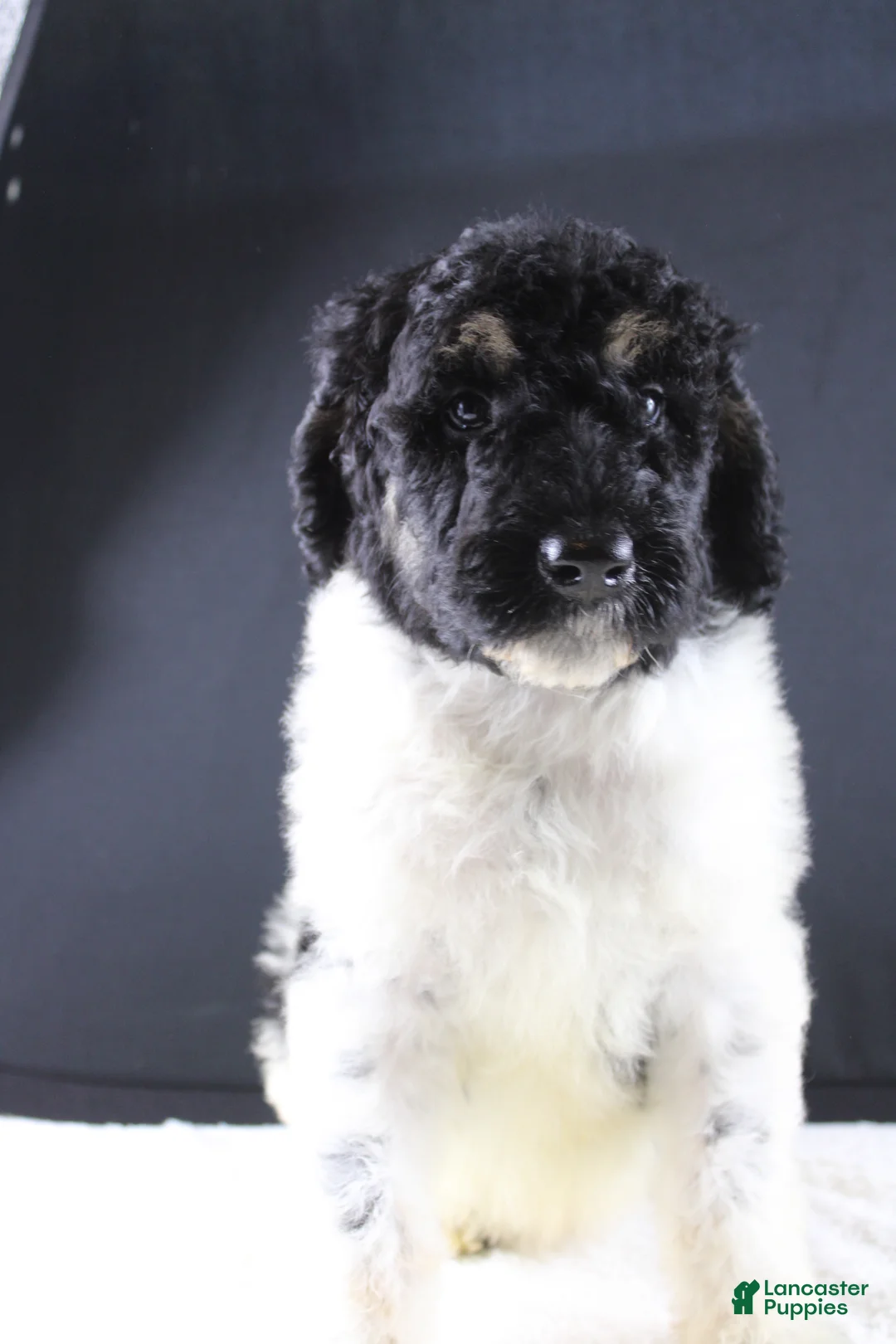 Standard Poodle dogs for sale: Willie N - Ad 1