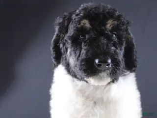 Standard Poodle dogs Willie N - Ad 4
