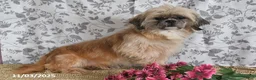 Shih Tzu dogs for sale: Toby - Ad 6