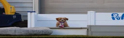 Havapoo dogs for sale: Julliet 🌷 Toy Size - Ad 5
