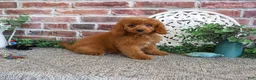 Cavapoo dogs for sale: Donut - Ad 6