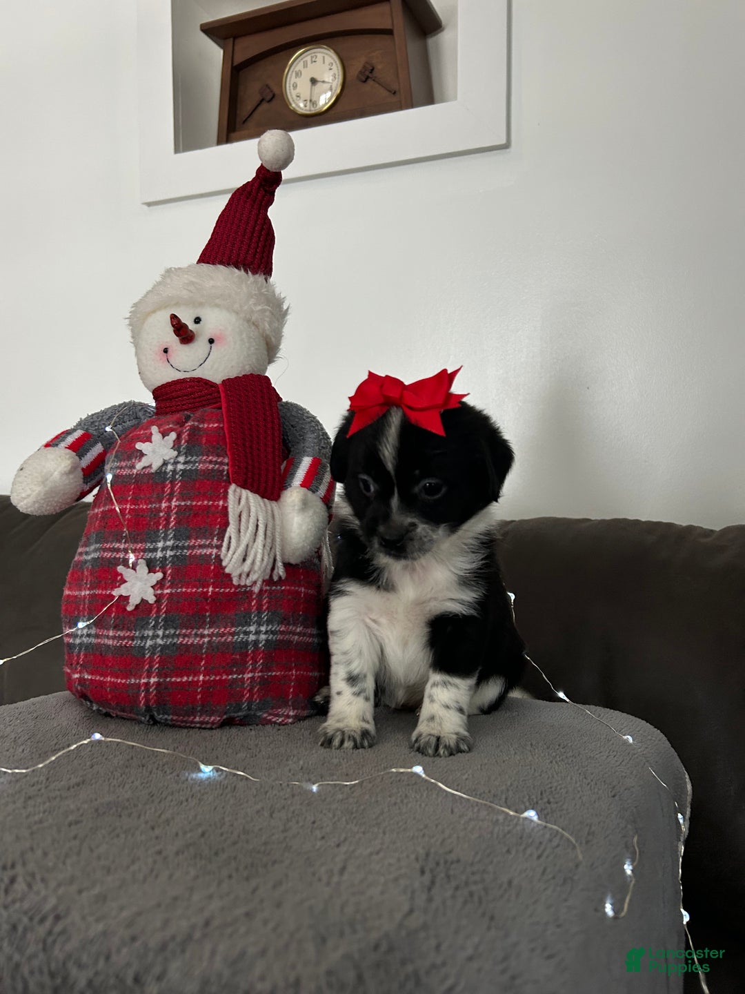 Mixed Breed dogs for sale: Joy - Ad 3