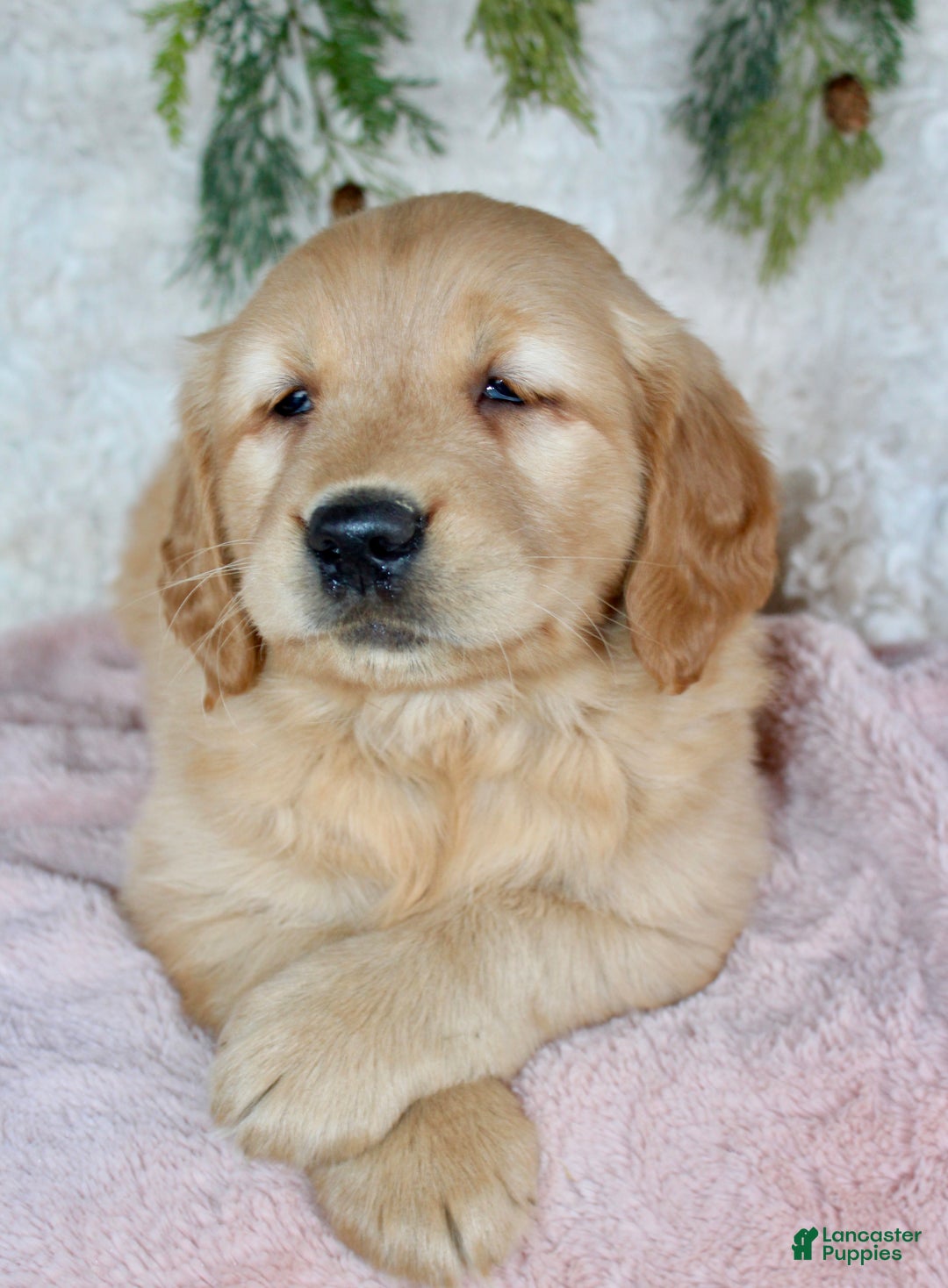 Golden Retriever dogs for sale: Goldie - Ad 5