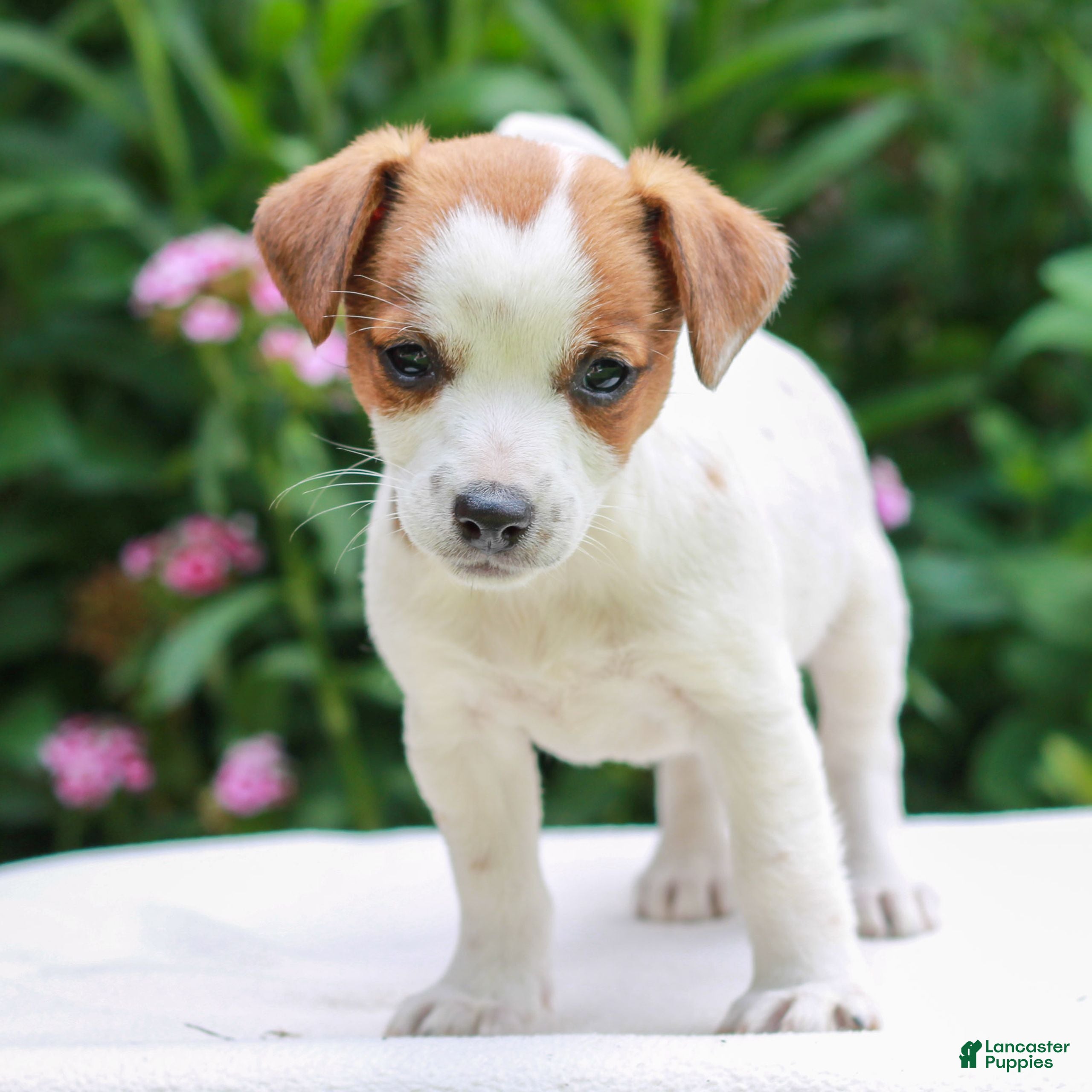 Mixed Breed dogs Becky  - Ad 2