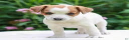 Mixed Breed dogs for sale: Becky  - Ad 2