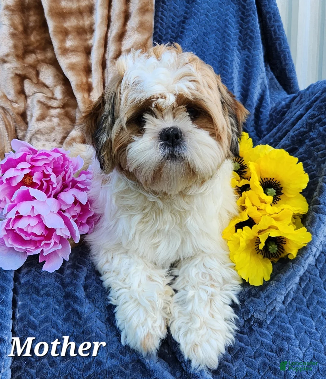 Shihpoo dogs for sale: Carli - Ad 13