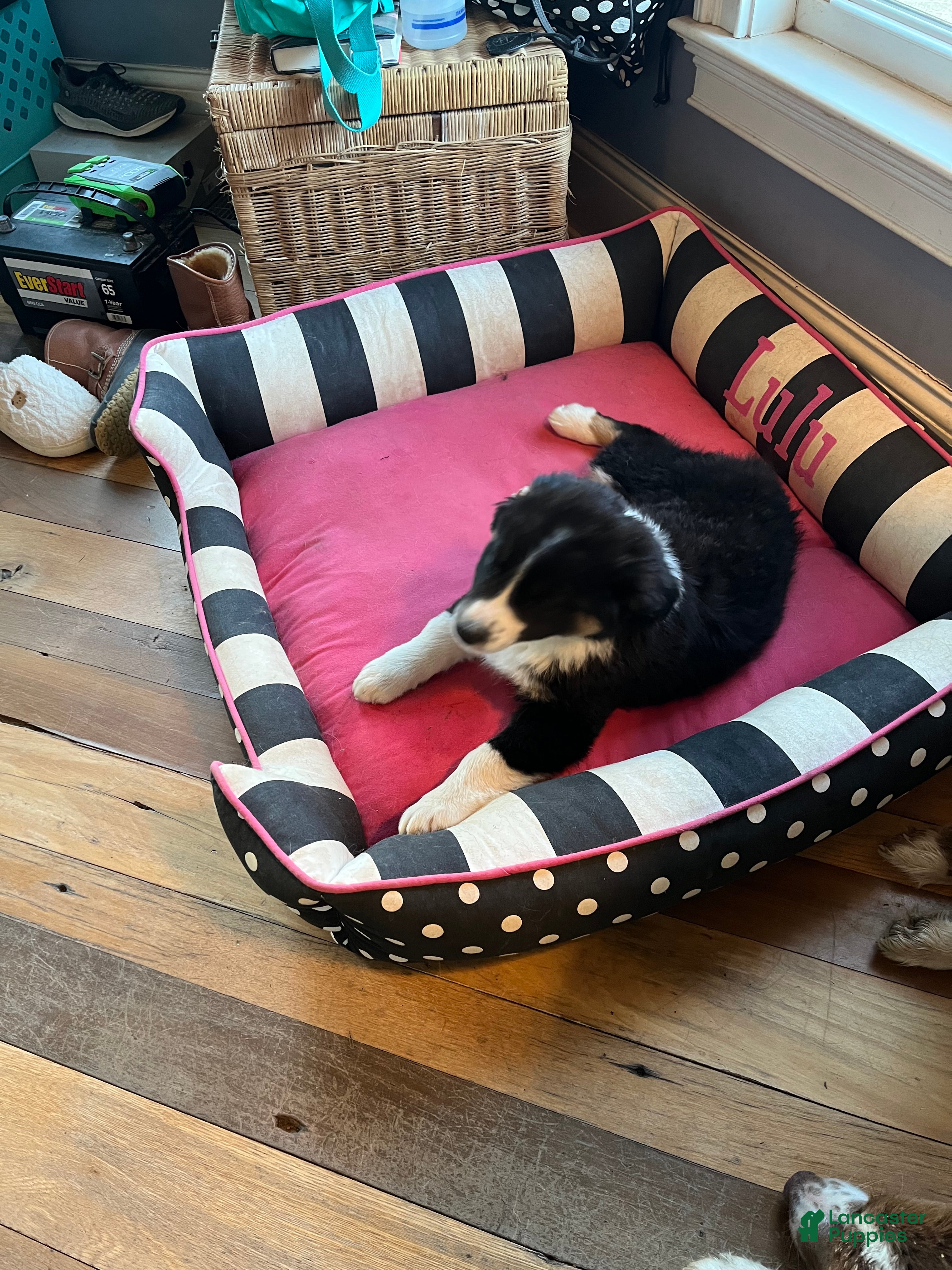 Australian Shepherd dogs Ross - Ad 2