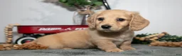 Miniature Dachshund dogs for sale: Dumbo - Ad 3