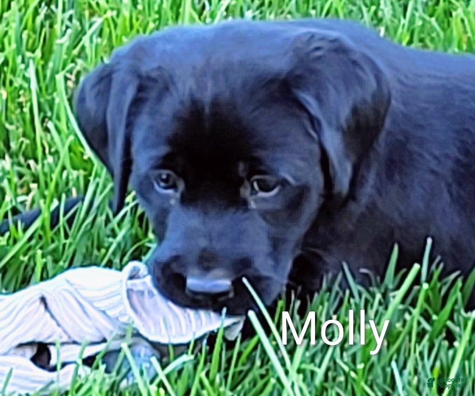 Labrador Retriever dogs Labrador Retriever Puppy 3 Molly  - Ad 1