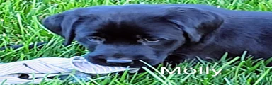 Labrador Retriever Puppy 3 Molly 