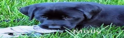 Labrador Retriever dogs for sale: Labrador Retriever Puppy 3 Molly  - Ad 1