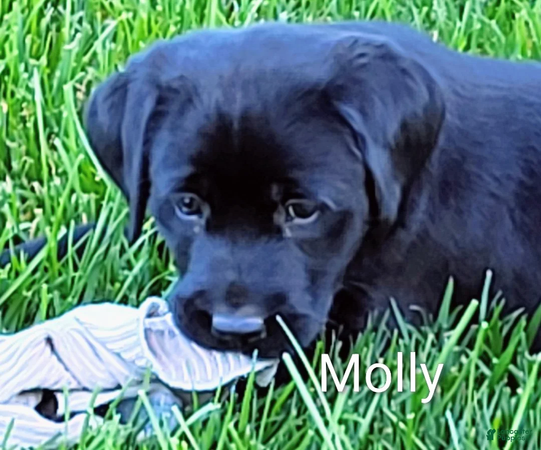 Labrador Retriever dogs for sale: Labrador Retriever Puppy 3 Molly  - Ad 1