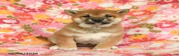 Shiba Inu dogs for sale: Sunflower - Ad 3