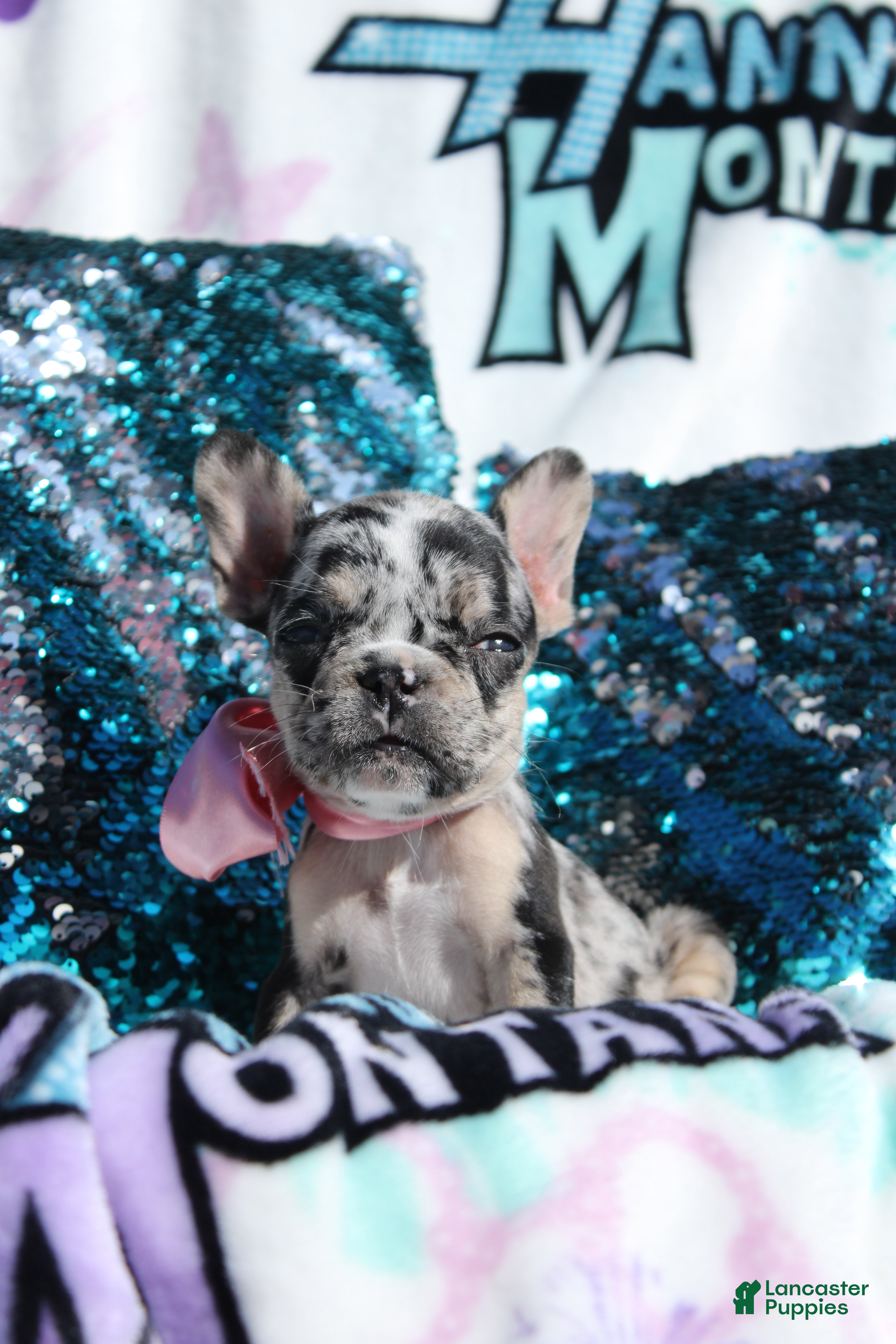 French Bulldog dogs French Bulldog Puppy 7 - Ad 1