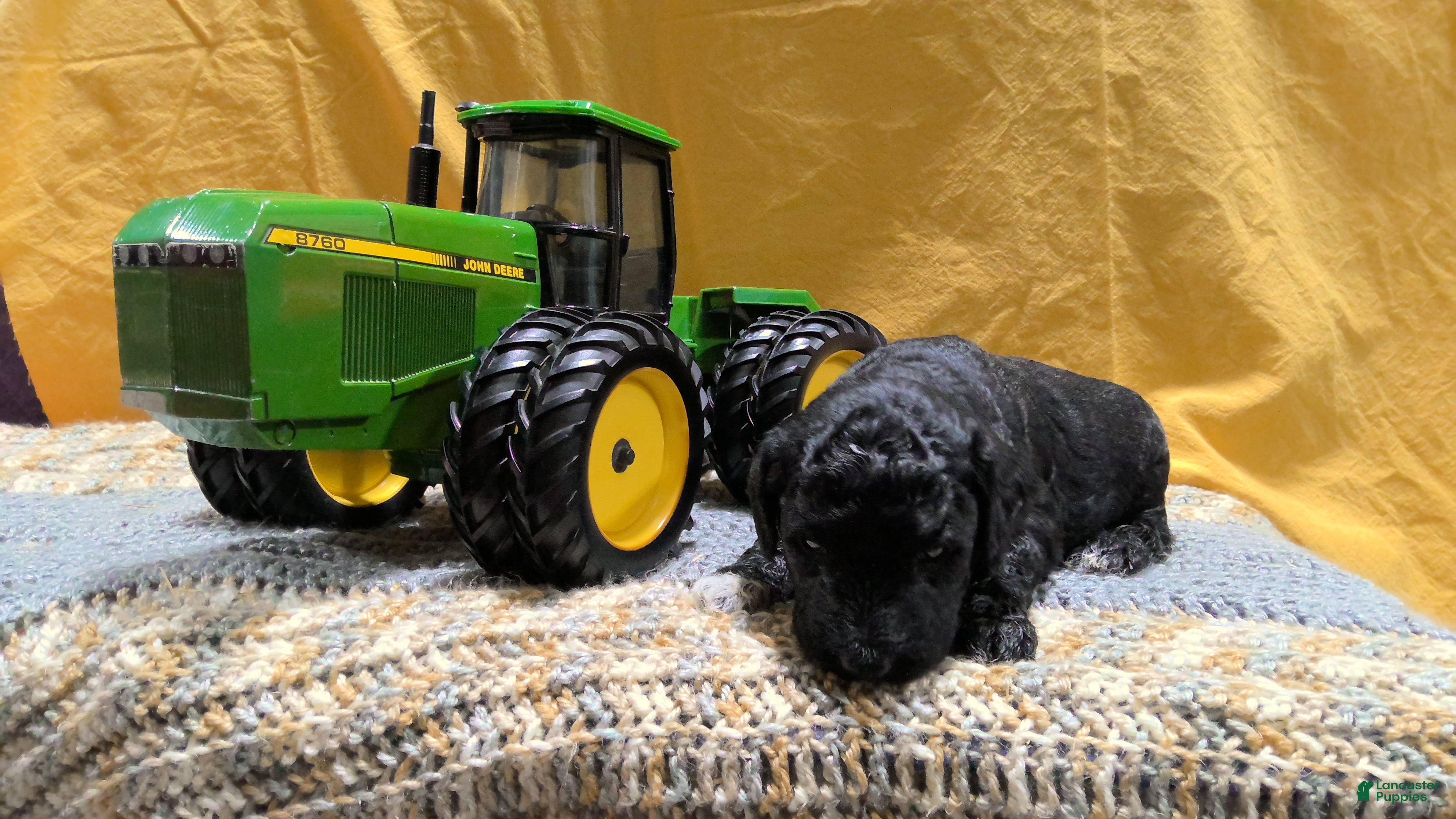 Mini Goldendoodle dogs Boe - Ad 2
