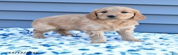Goldendoodle dogs for sale: Bella   - Ad 2