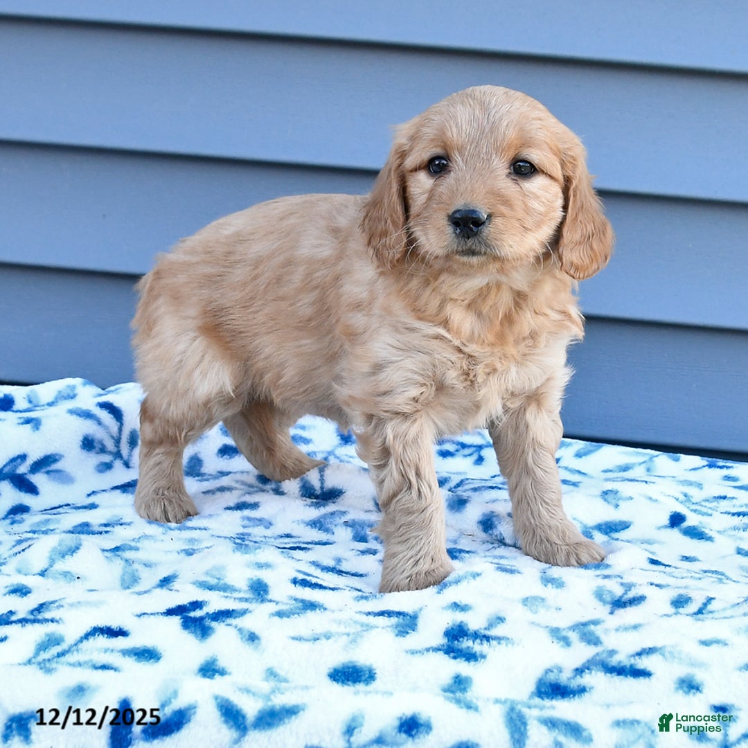 Goldendoodle dogs for sale: Bella   - Ad 2